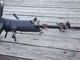 Ford Tbird Turbo Coupe Tilt Steering Column Withkey 5spd 87 88 Saleen Mustang
